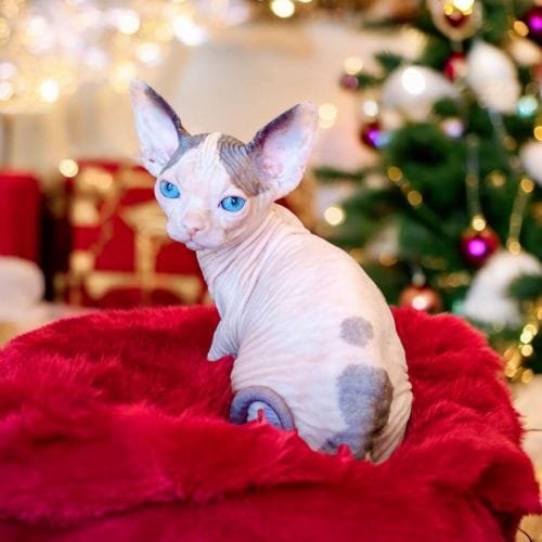 Canadian Sphynx Kittens for Sale