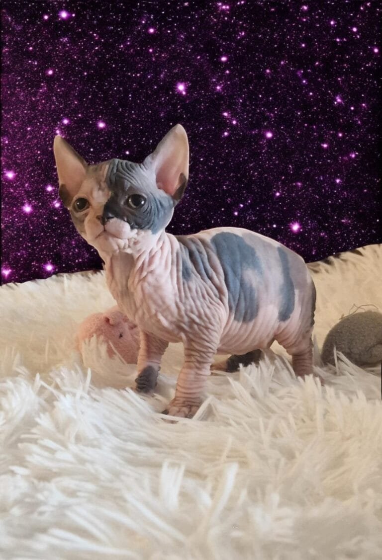 ultra sphynx program