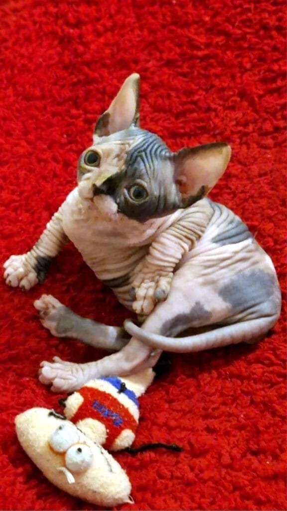 best sphynx kittens for sale