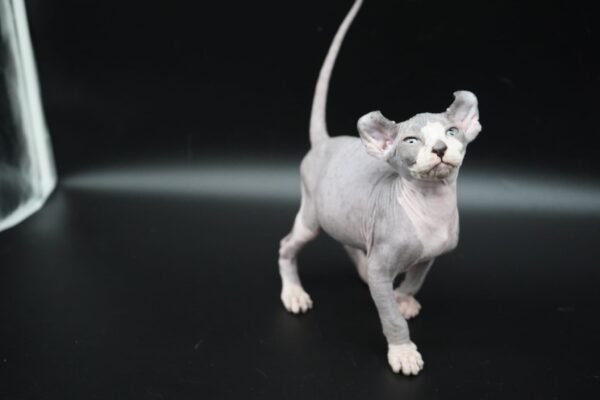 Purradox Tharros black bicolor elf sphynx