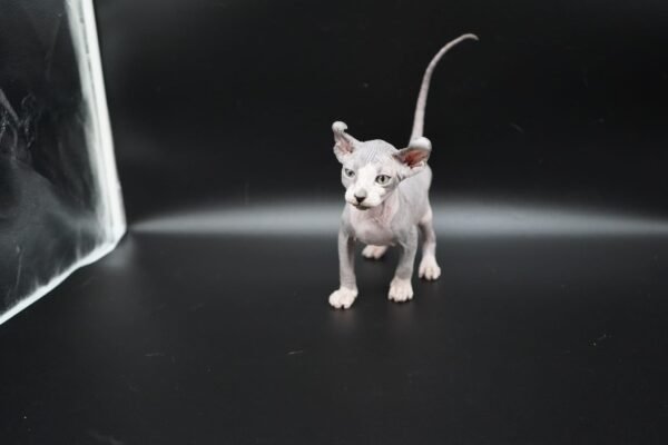 Purradox Tharros black bicolor elf sphynx
