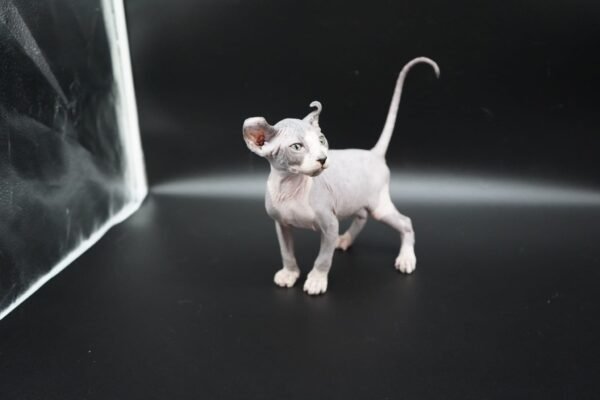Purradox Tharros black bicolor elf sphynx