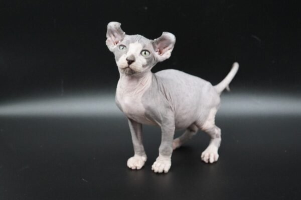 black bicolor elf sphynx