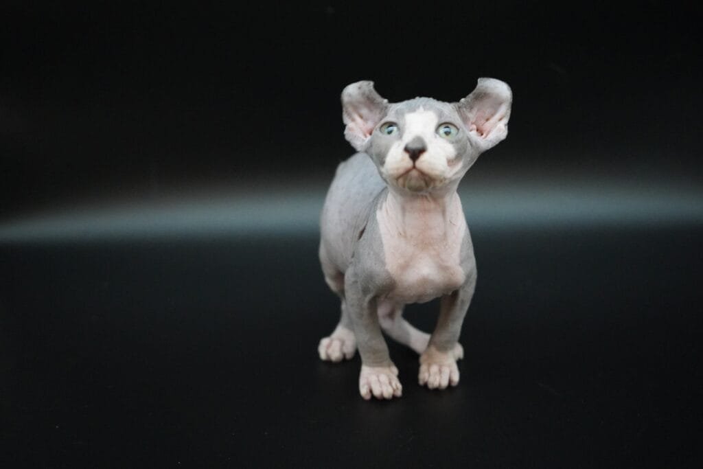 sphynx cat colors