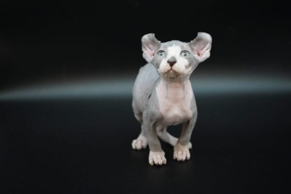 Purradox Tharros black bicolor elf sphynx