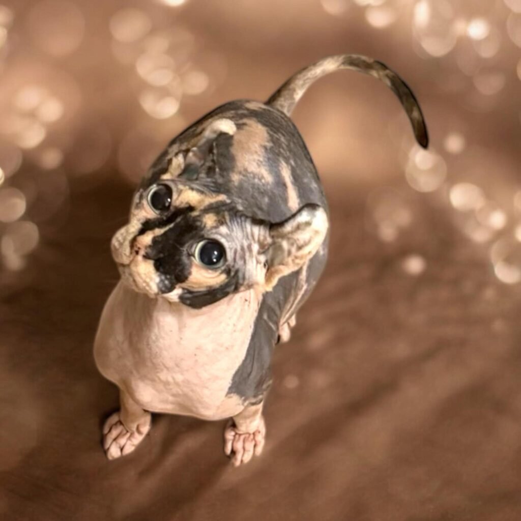 trusted sphynx cat breeder