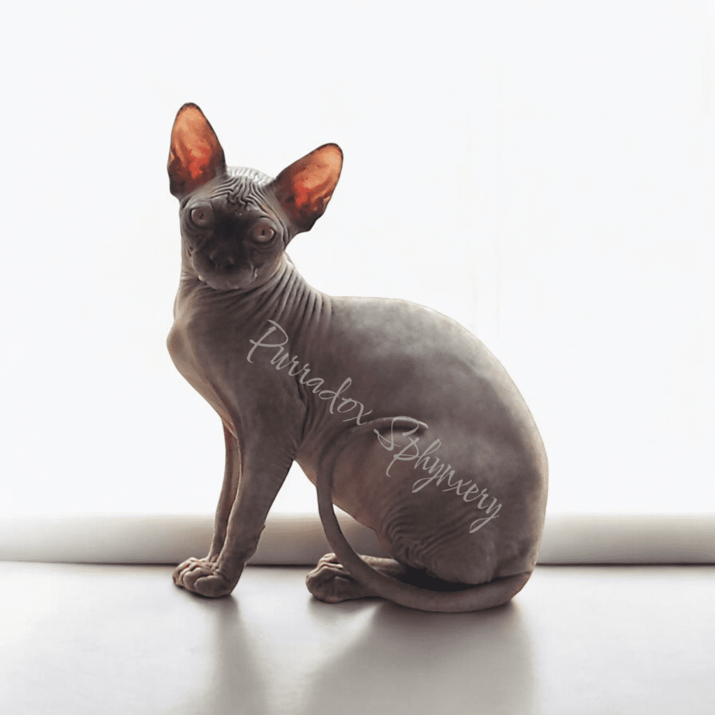 when to spay or neuter your sphynx cat