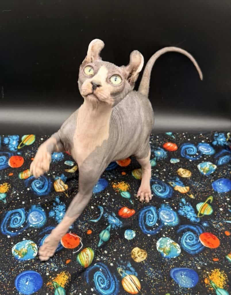Sphynx cat with hairless skin, large ears, and striking yellow eyes, standing on a colorful galaxy-t.