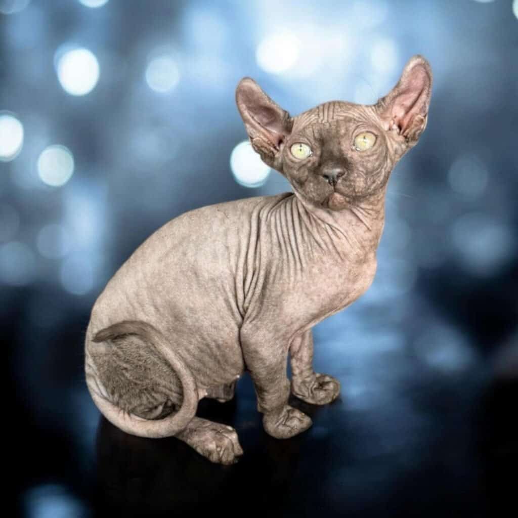 Purradox Sven Sphynx kitten at Purradox Sphynxery