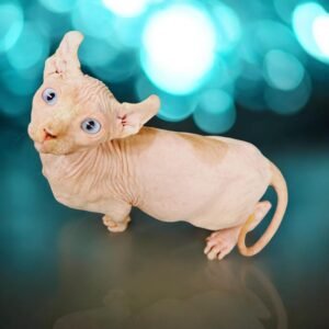 Dominant Blue eye Elf Sphynx Harlequin Sphynx