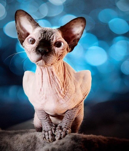 sphynx kittens in los angeles
