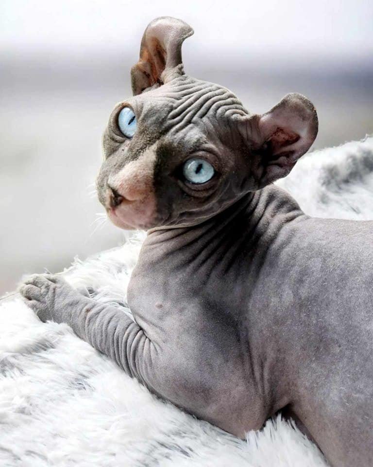 Purradox Conall- Dominant Blue Eye Elf Sphynx