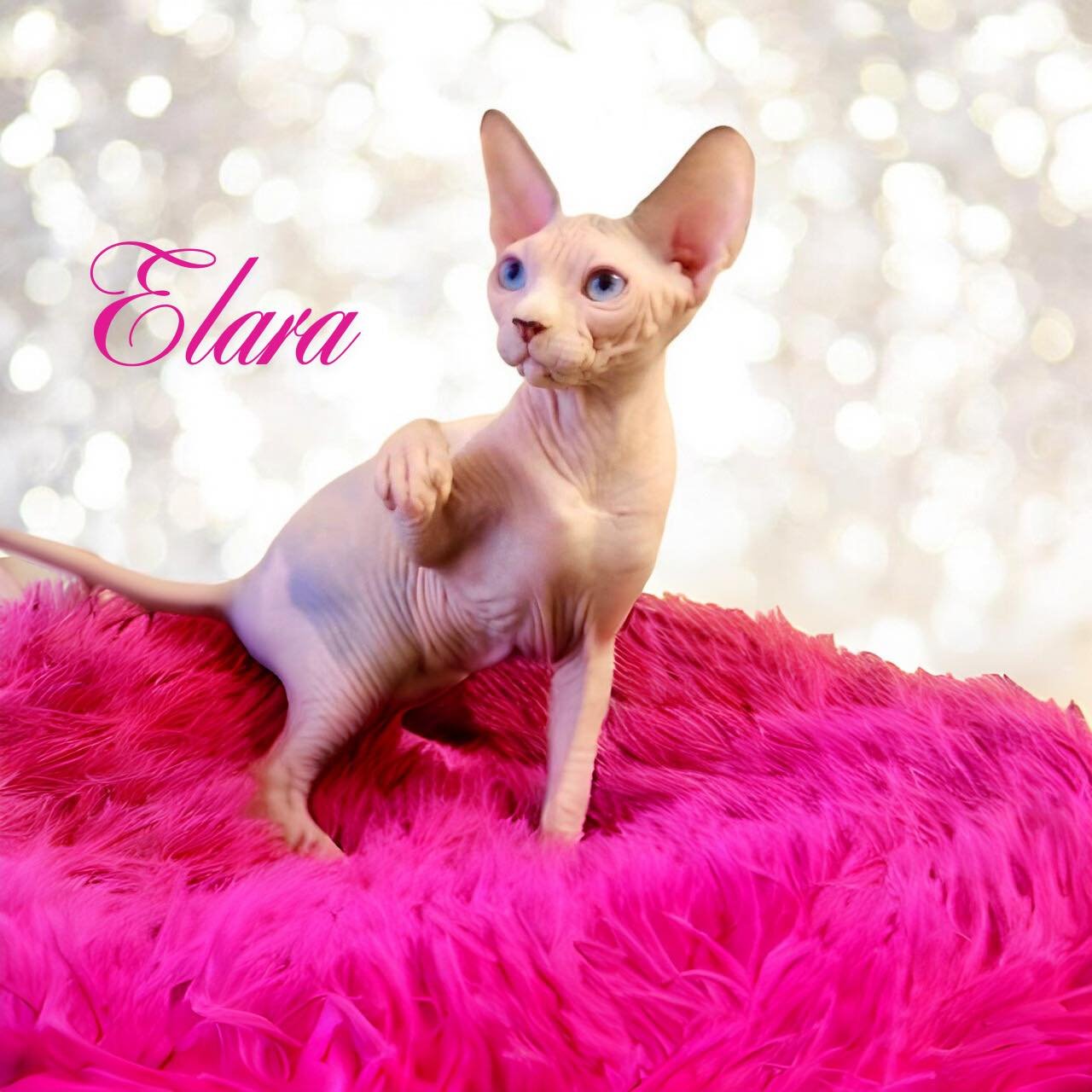 Elara dilute calico sphynx