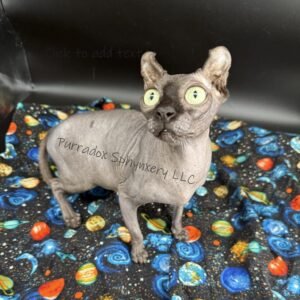 black elf sphynx queen