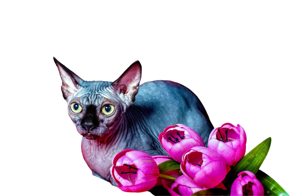 hairless sphynx cats