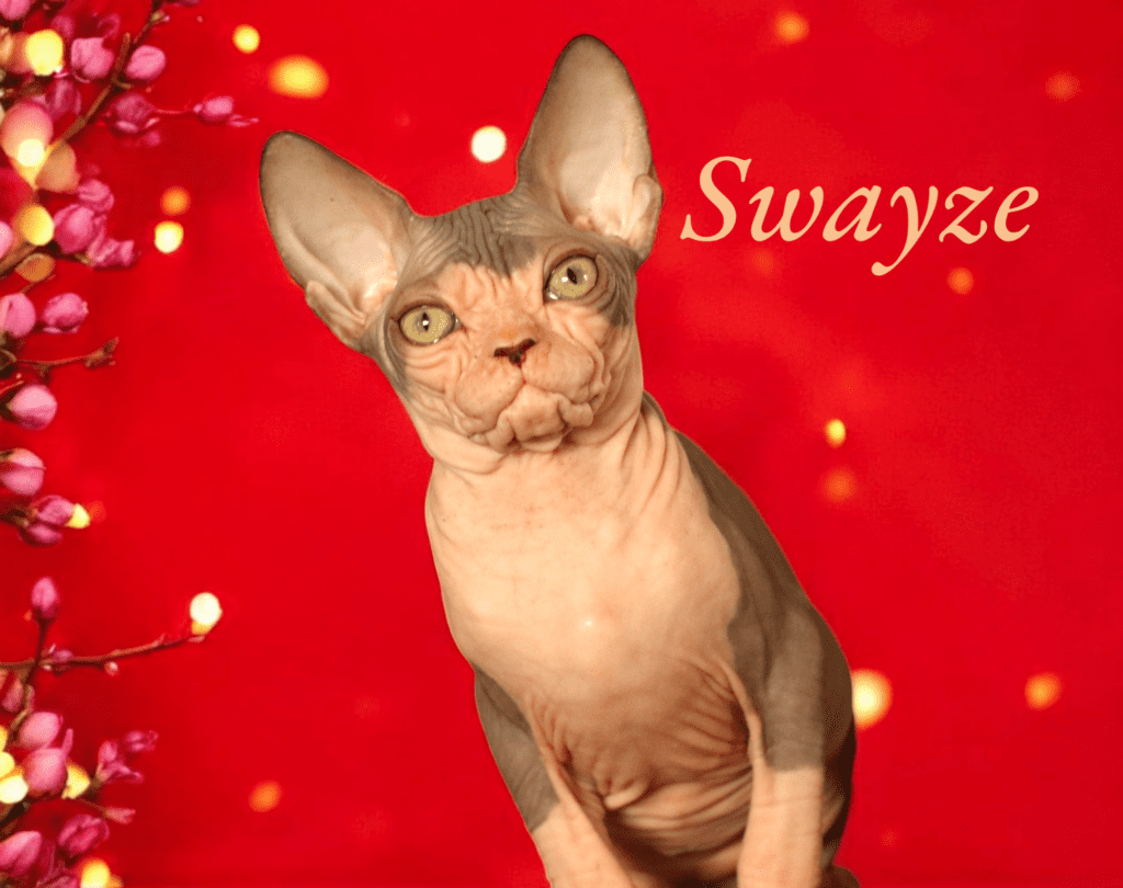 Available Sphynx Kittens In Atlanta