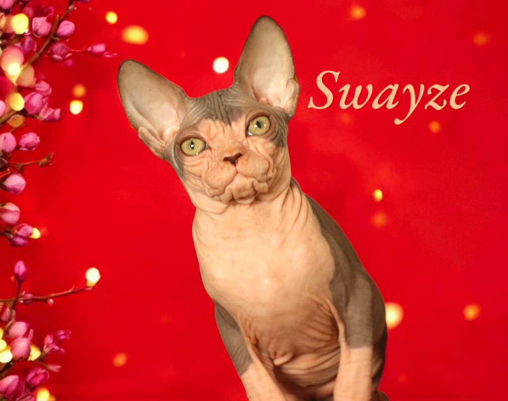 sphynx kittens for sale nationwide