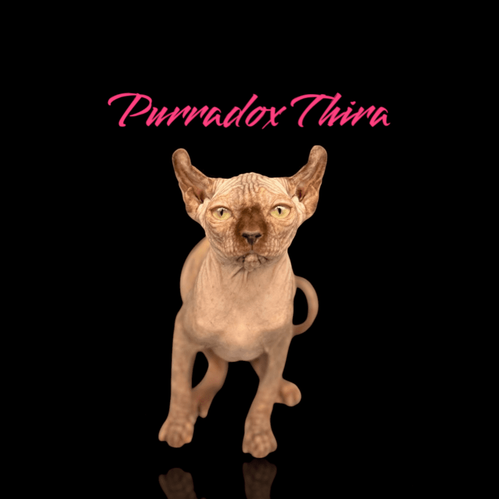 chocolate tortie elf sphynx
