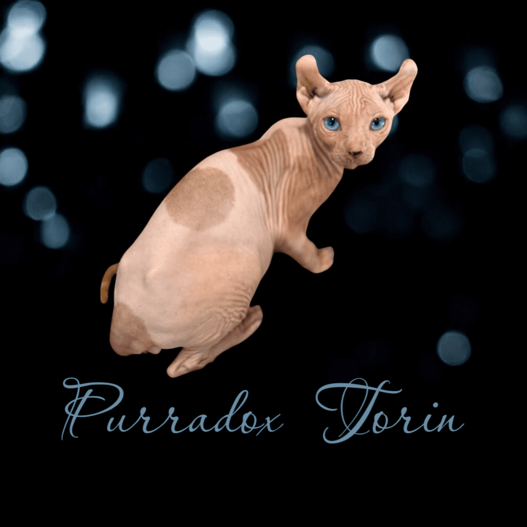 Adopt a sphynx kitten in atlanta