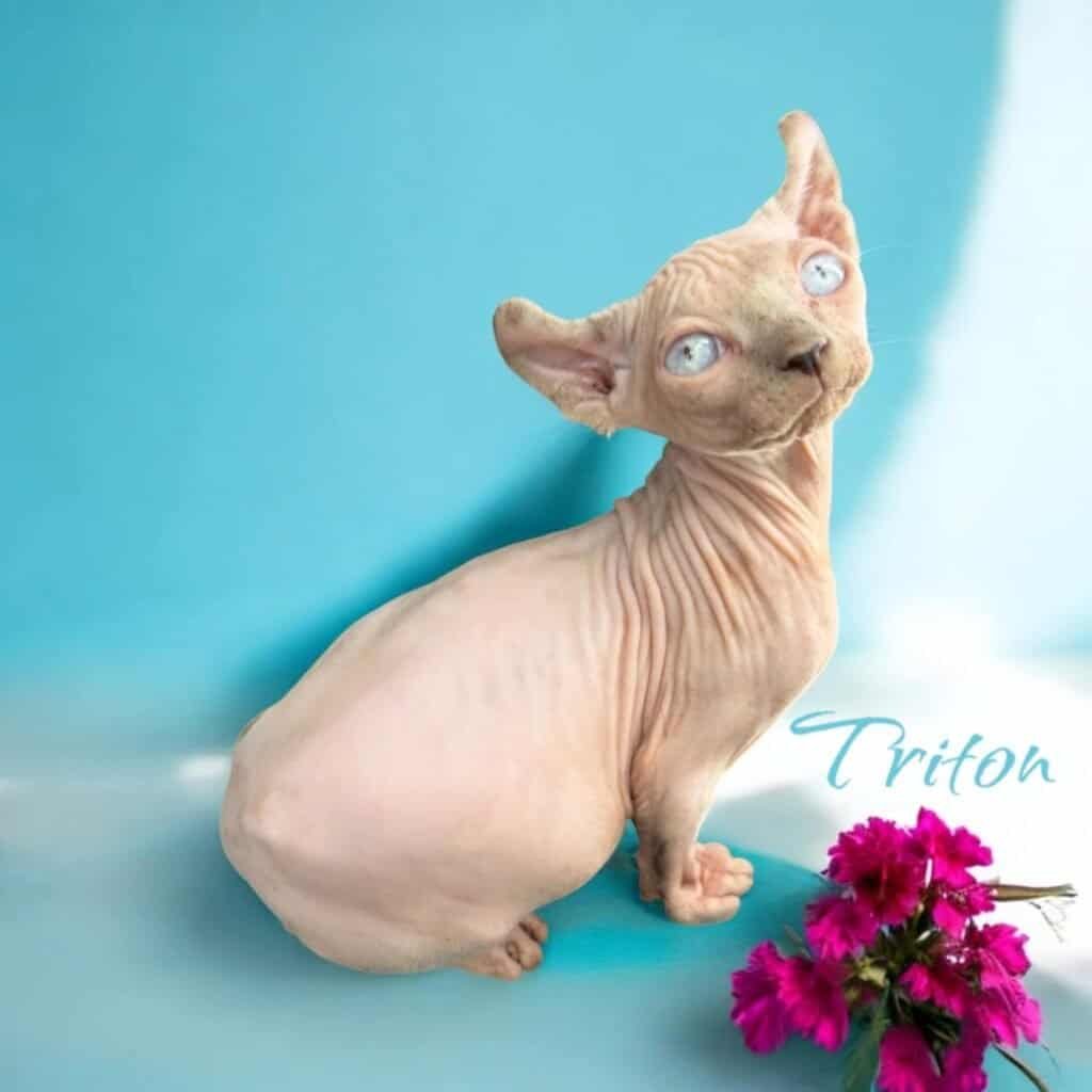 Purradox Triton Sphynx kitten at Purradox Sphynxery