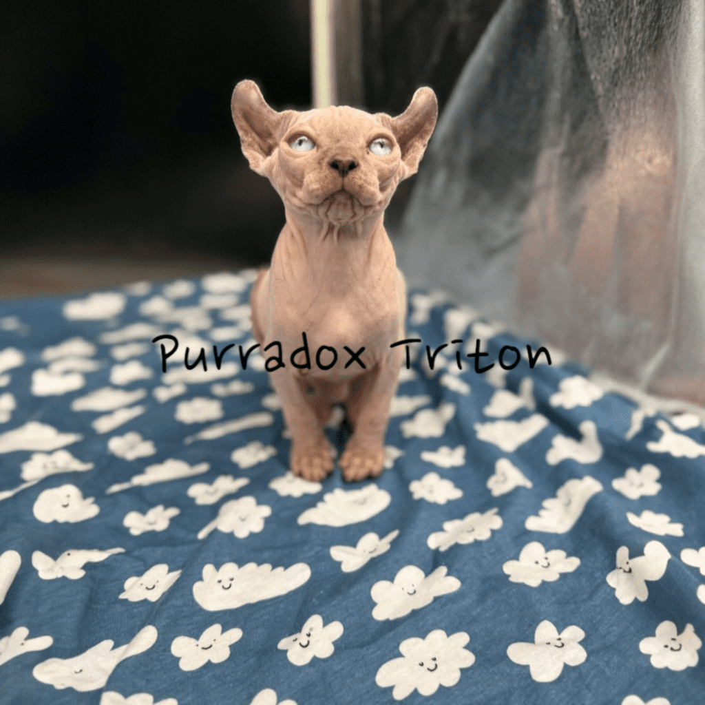 sphynx cats for sale in miami