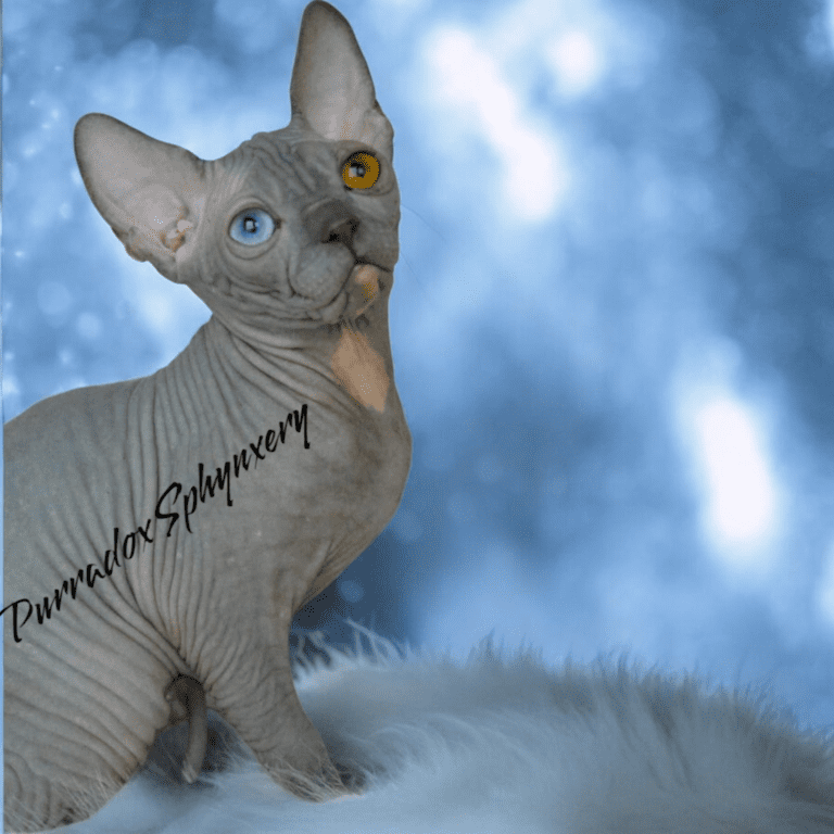 DBE Sphynx program