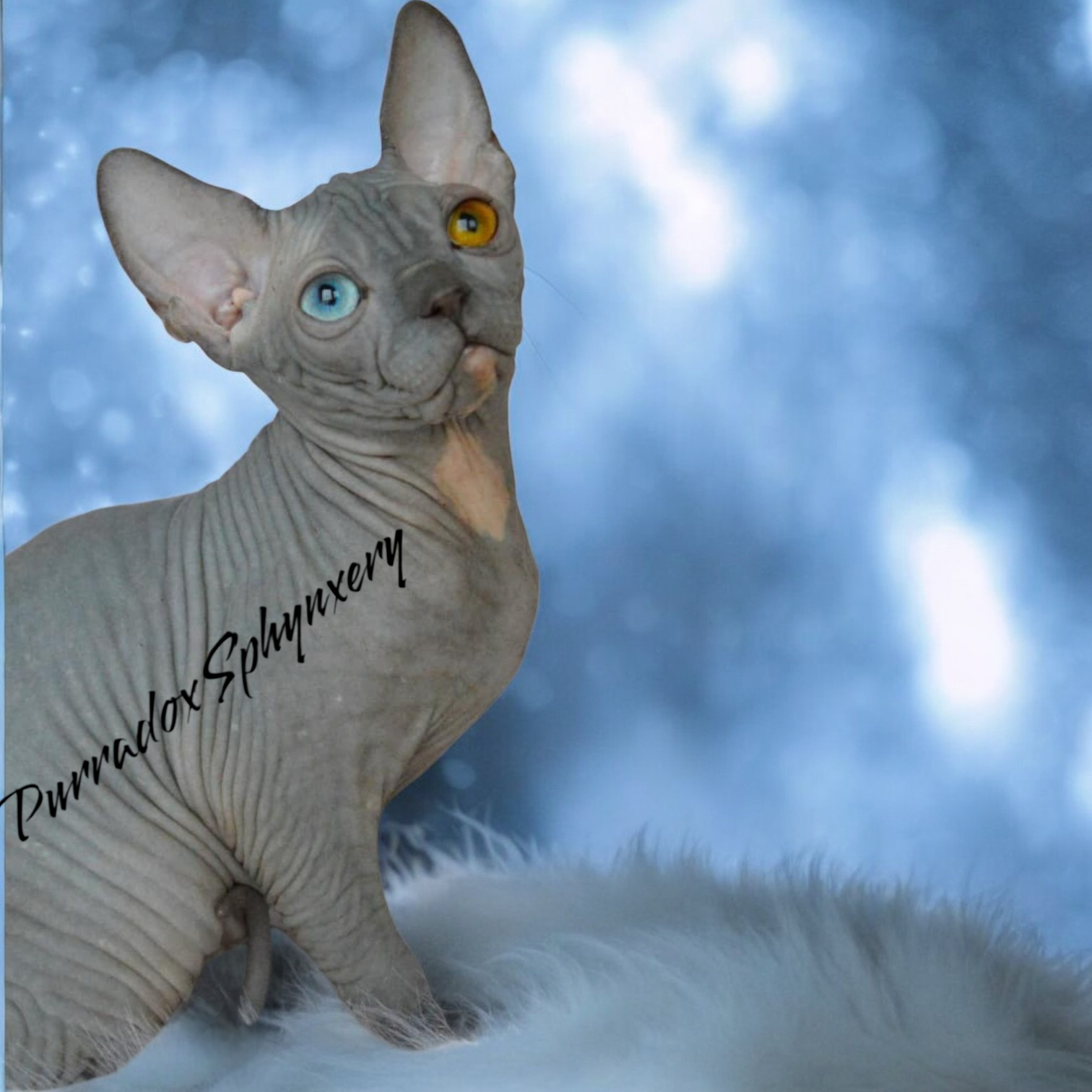 Blue DBE Sphynx