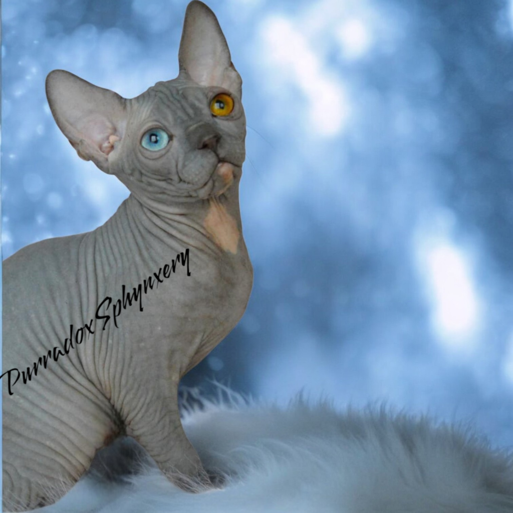 sphynx pricing