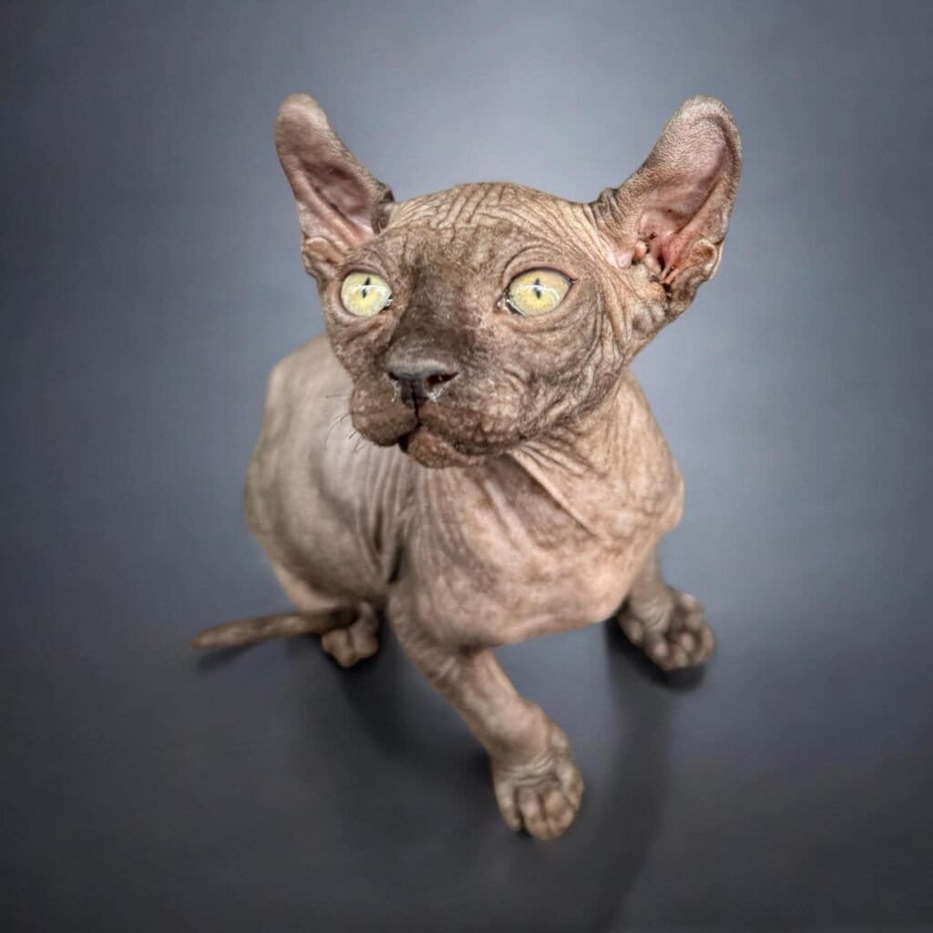 black elf sphynx