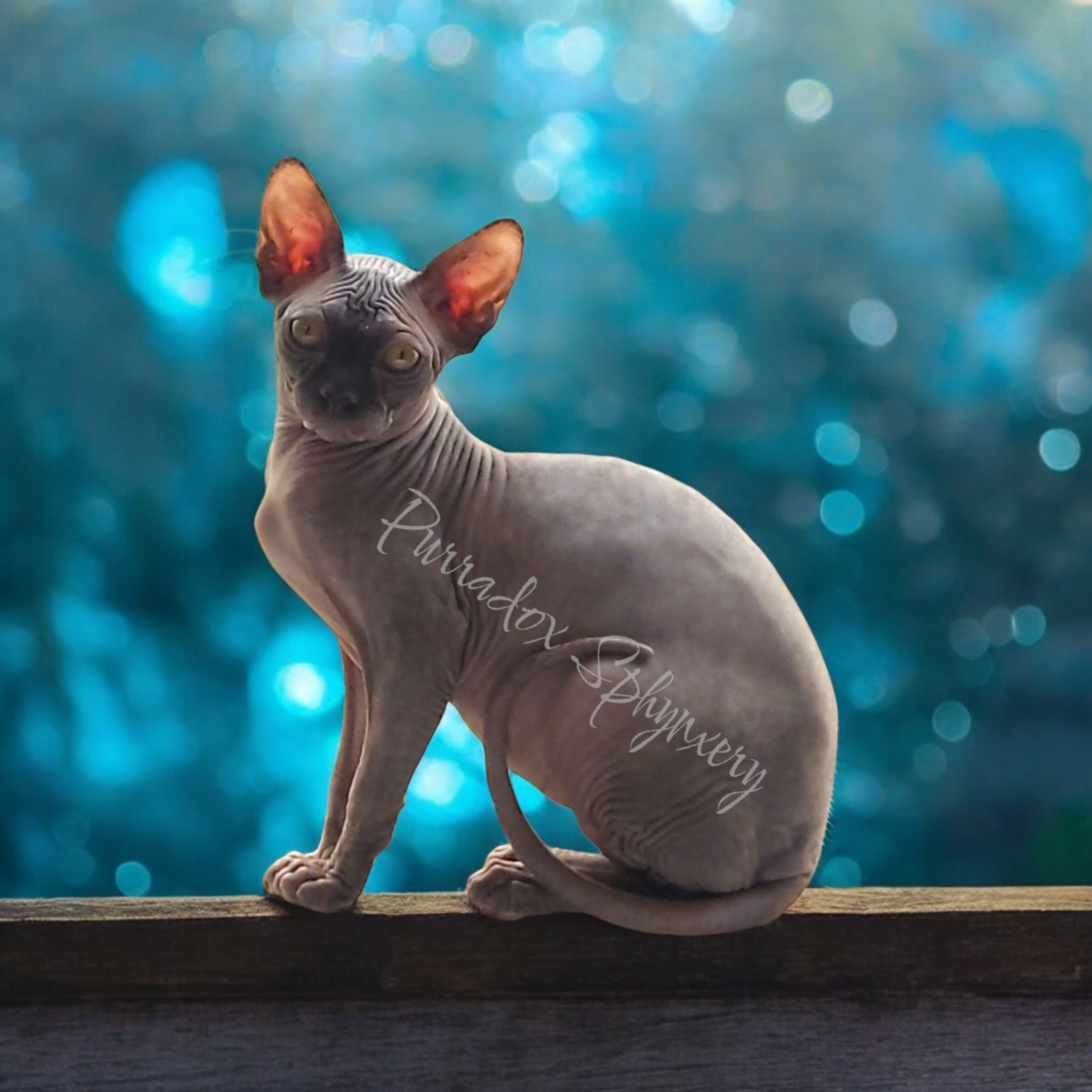 sphynx cat colors