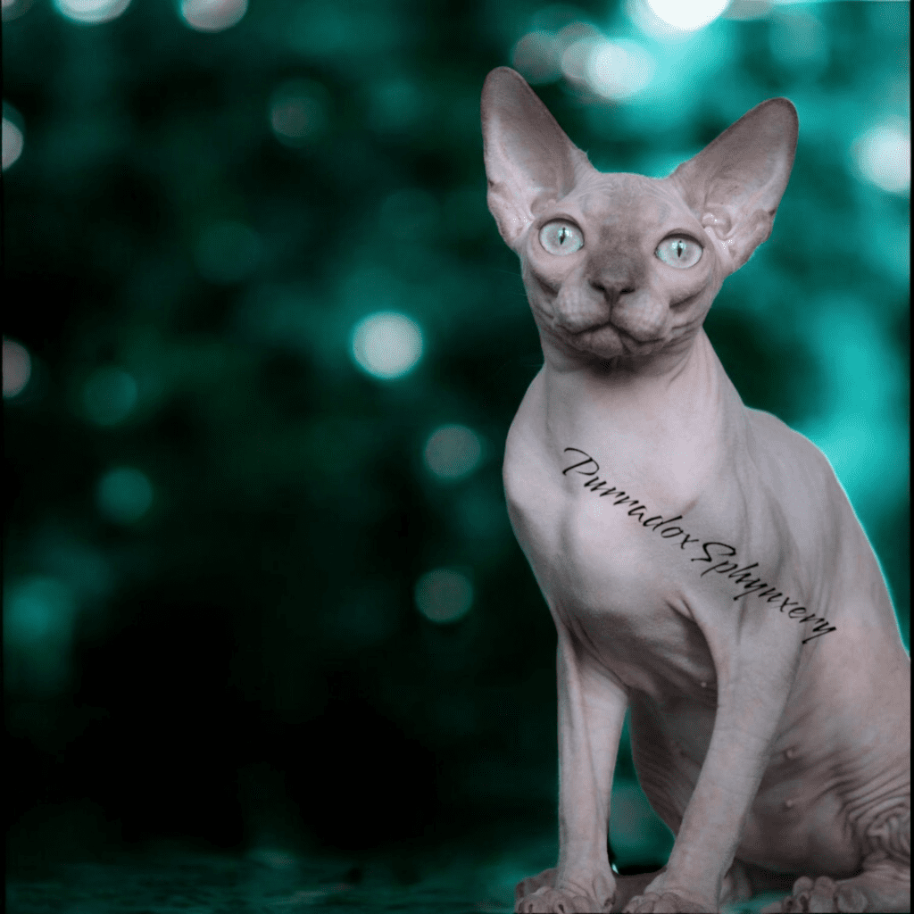 sphynx cats for sale