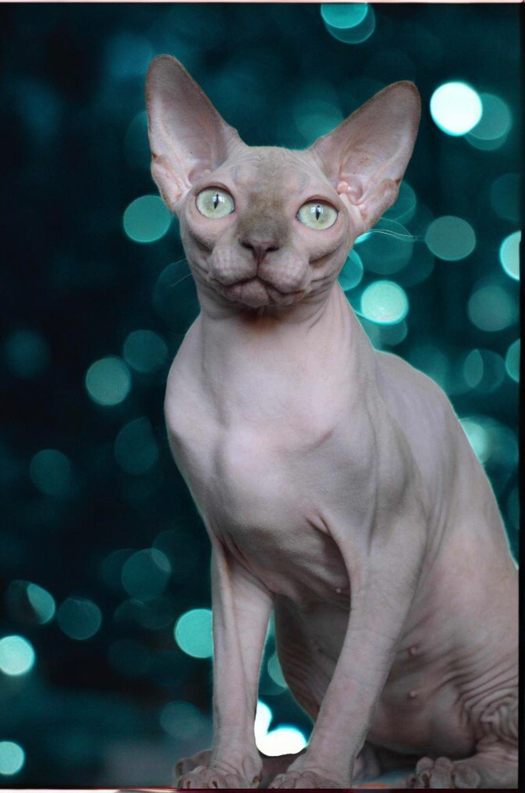 Purradox Tahra