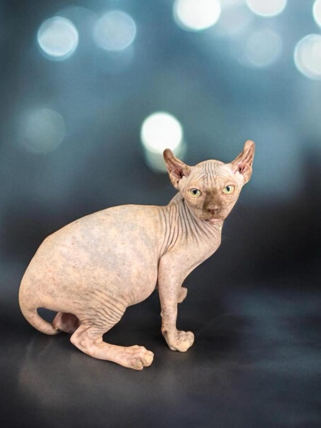 vaccination schedule for sphynx kittens