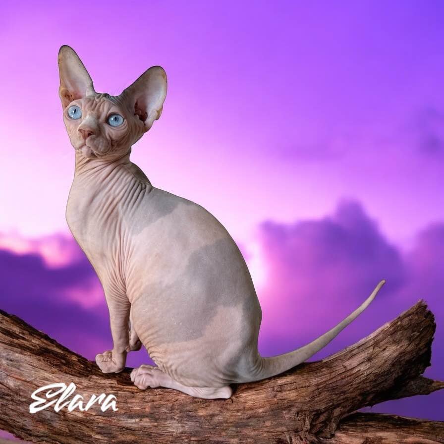 sphynx kittens for sale