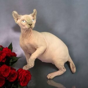 lilac sphynx kitten for sale