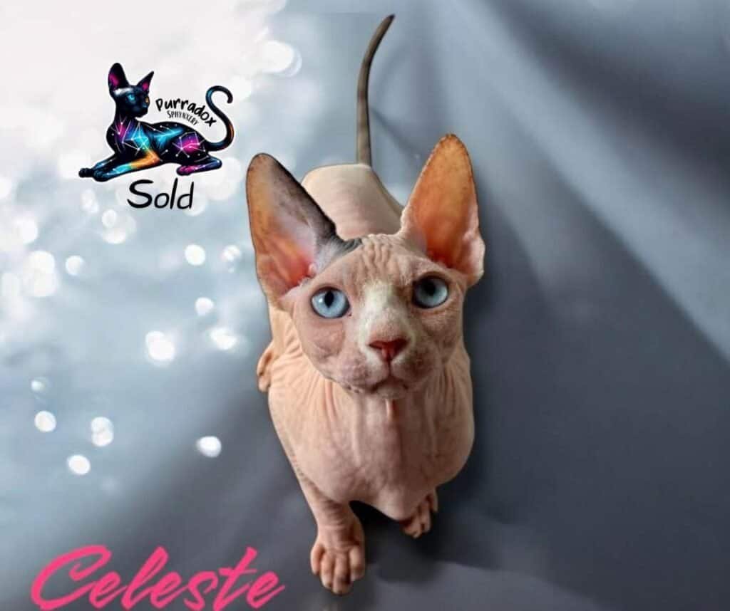 white canadian sphynx