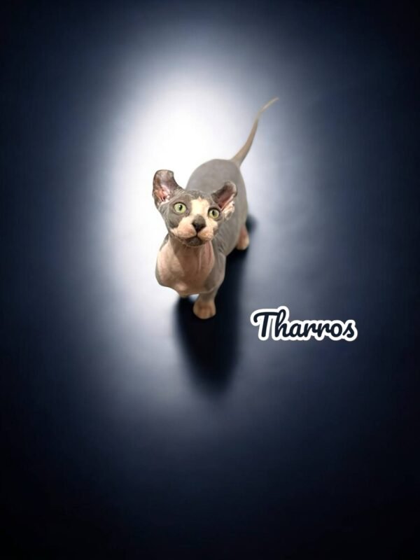 Training Sphynx Kittens