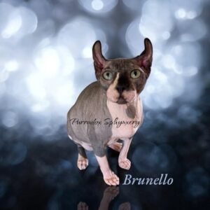 black bicolor elf sphynx