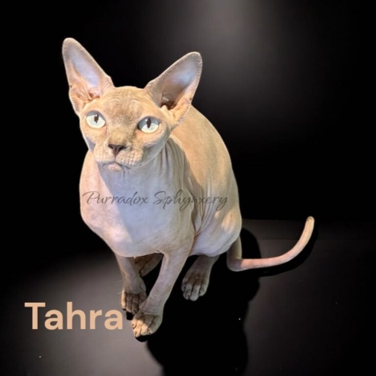 classic sphynx program