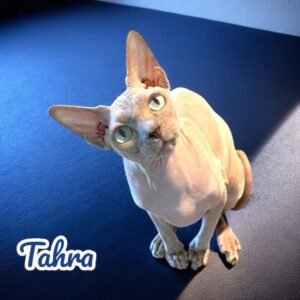 Sphynx Cat Breeder