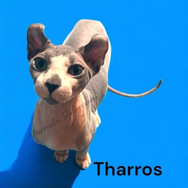 blue elf sphynx