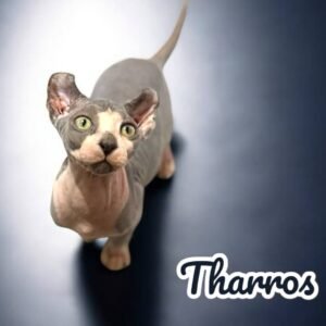 Training Sphynx Kittens