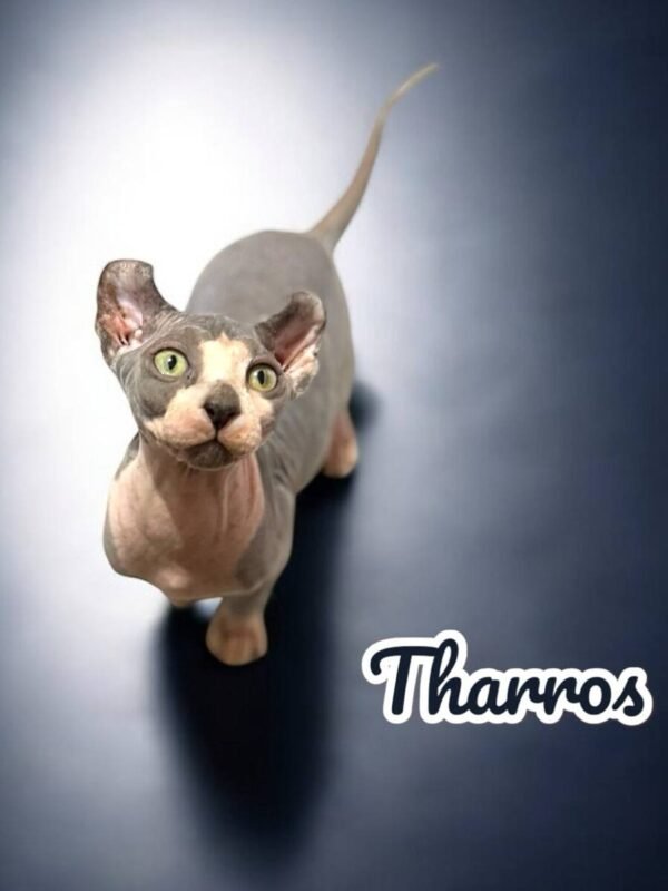 Training Sphynx Kittens