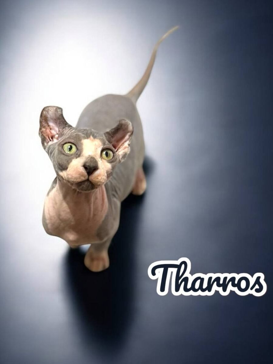 Training Sphynx Kittens