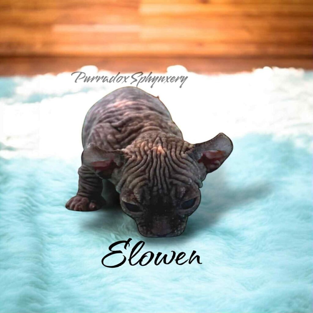 Black Tortie Elf Sphynx Kitten