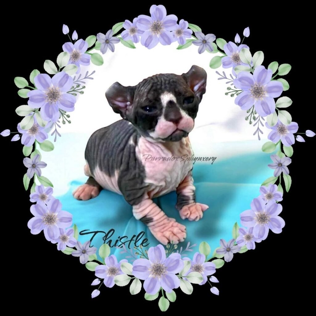 healthy sphynx kitten