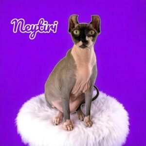 Black Bicolor Elf Sphynx Retired Queen