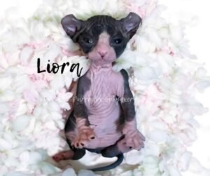 Black Bicolor Elf Sphynx Kitten