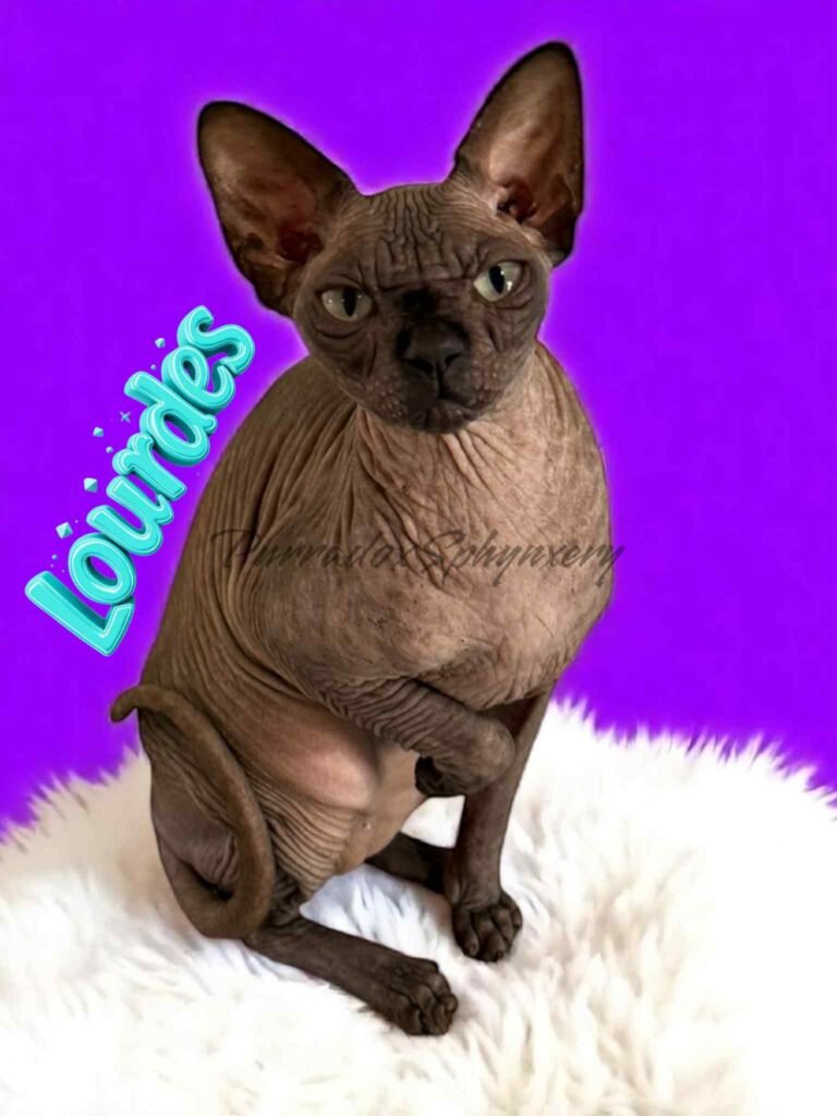 Black Sphynx Queen Lourdes
