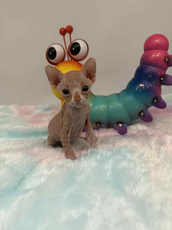 Red and White Canadian Sphynx Solis